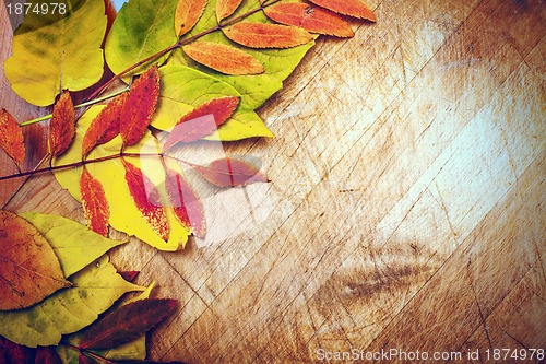 Image of autumn leaves