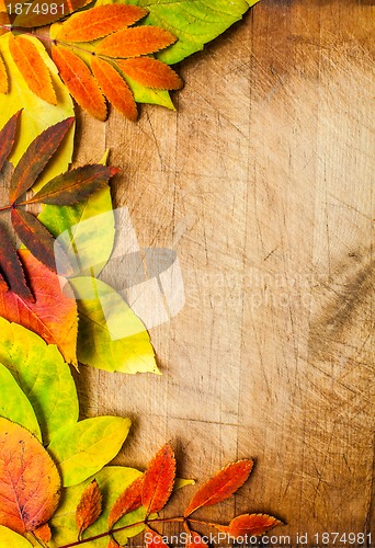 Image of autumn leaves