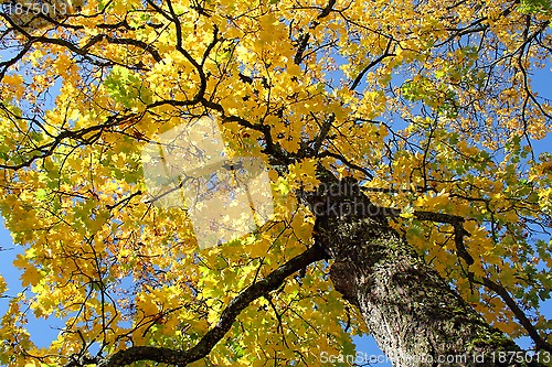 Image of Yellow Fall Maple against Blue Sky