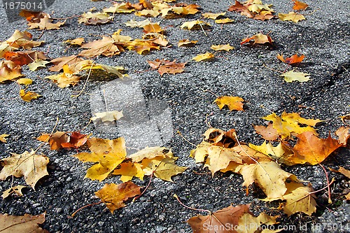 Image of Fallen Maple Leaves on Sidewalk