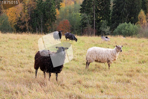 Image of Sheep in Autumn