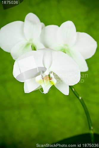 Image of branch of white orchid