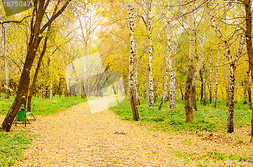 Image of autumn park