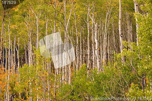 Image of Aspens in the autumn