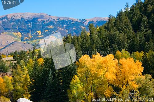 Image of Fall color in Colorado