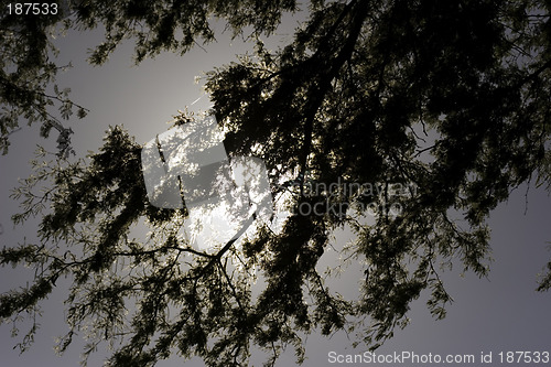 Image of Moonlight through the branches