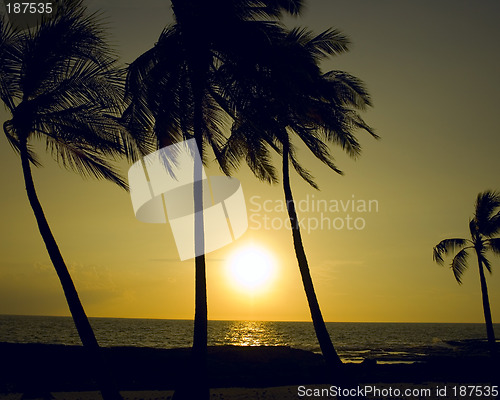 Image of Silhouette palm trees at sunset