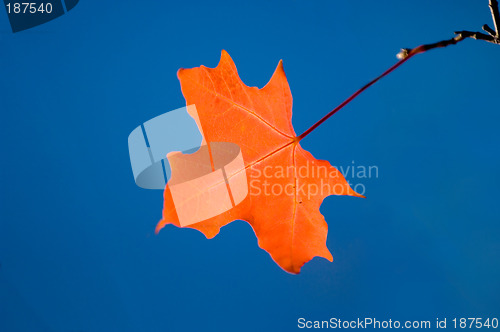 Image of Autumn