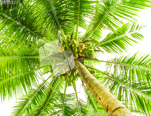 Image of Leaves of palm tree