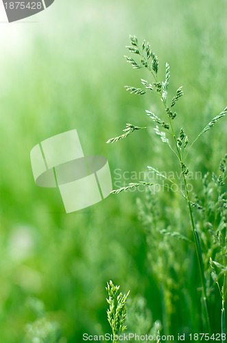 Image of  green grass 