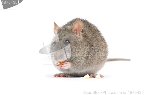 Image of rat 