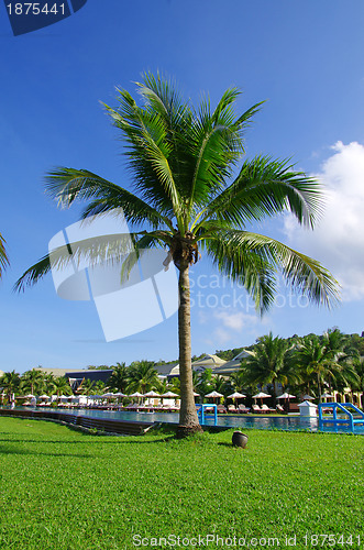 Image of  palm tree 