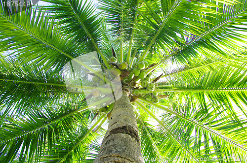 Image of palm 