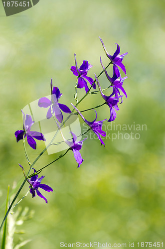 Image of  flower on the field