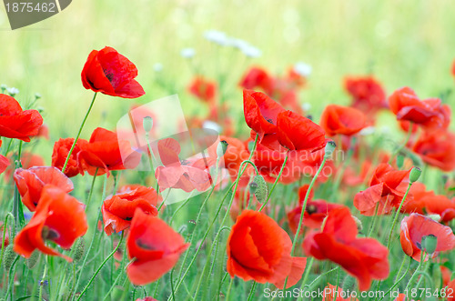 Image of  red poppy 