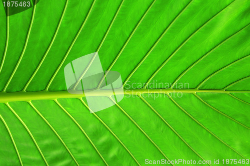 Image of  leaf as background