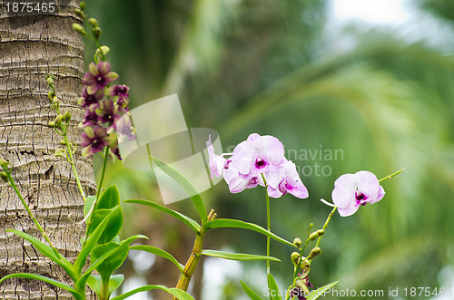 Image of orchid 