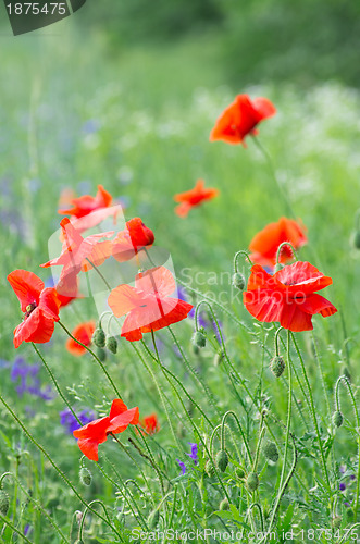 Image of  red poppy 