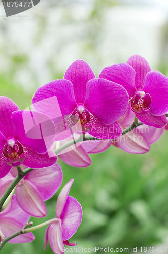 Image of orchid 