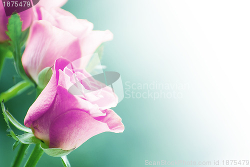Image of Rose 