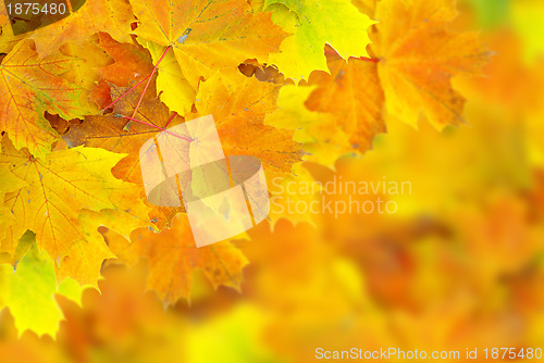 Image of autumn leafs