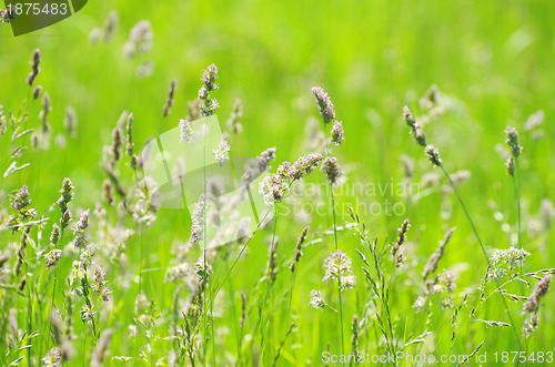 Image of  green grass 