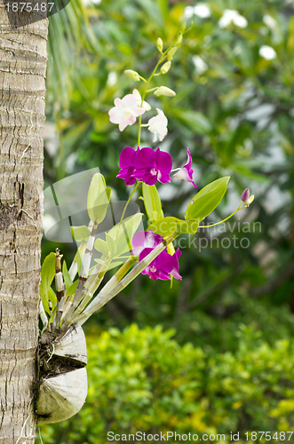 Image of orchid 