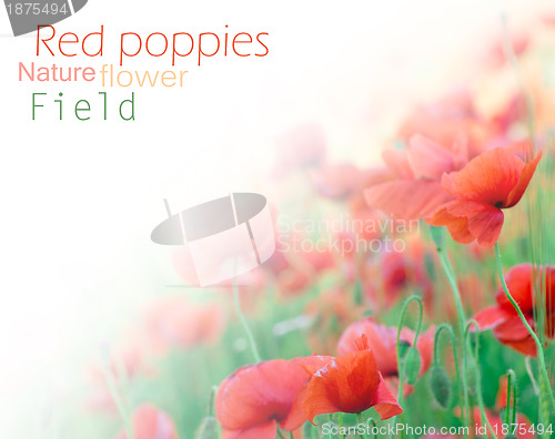 Image of closeup of red poppy on cereal field