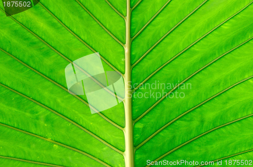 Image of leaf 