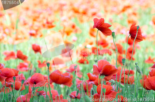 Image of  red poppy 