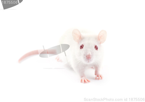 Image of  rat 