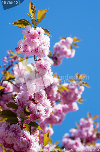 Image of  spring cherry flowers    