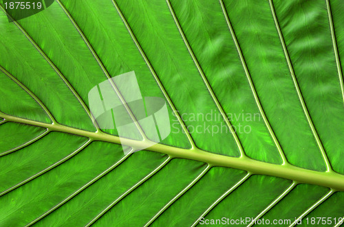 Image of  leaf 