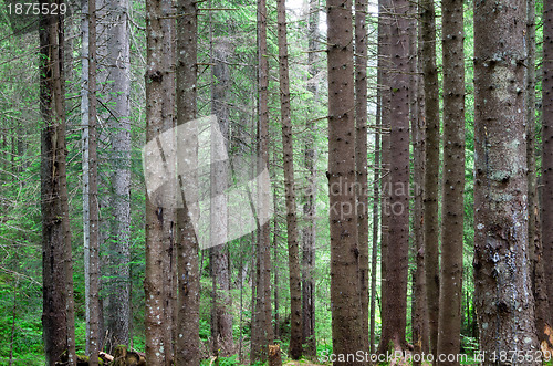 Image of  forest  
