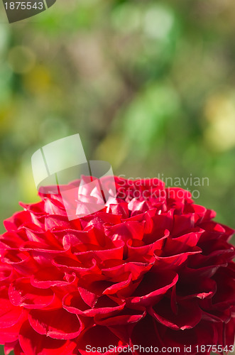 Image of Red dahlia 