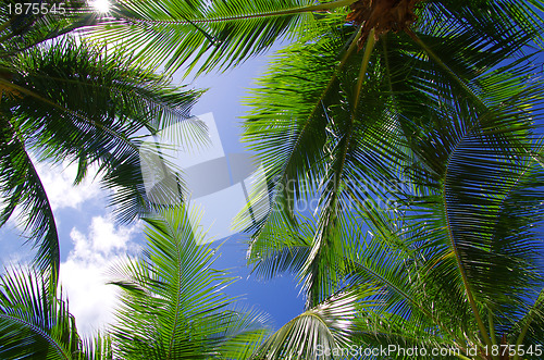 Image of palm 