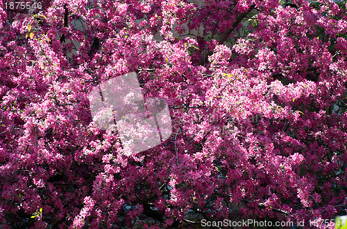 Image of  spring cherry flower    