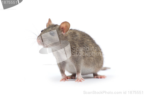 Image of rat 