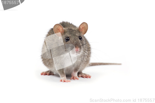Image of rat 