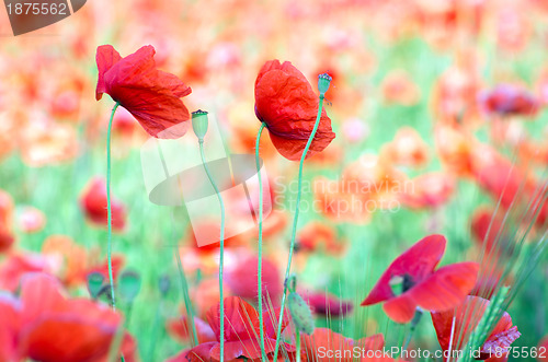 Image of red poppy 