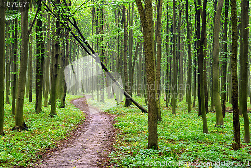 Image of forest  