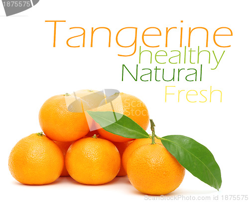 Image of Tangerine