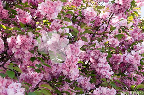 Image of  spring cherry flower    