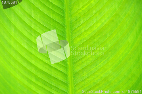 Image of green leaf texture 