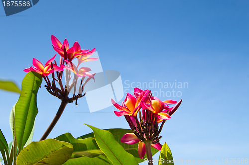 Image of Red flowers 