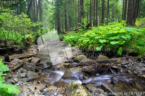 Image of  forest