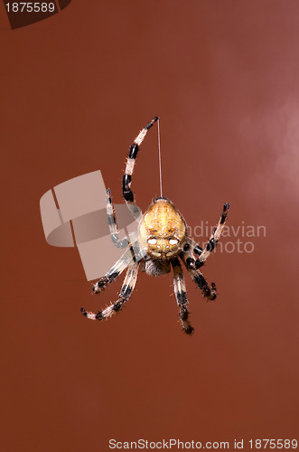 Image of spider 