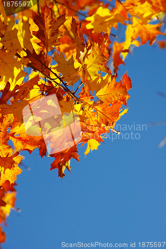 Image of autumn leaves 