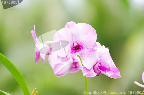 Image of orchid 