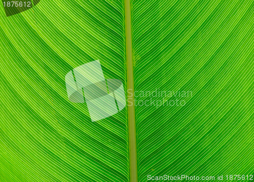 Image of leaf